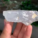 specimen video