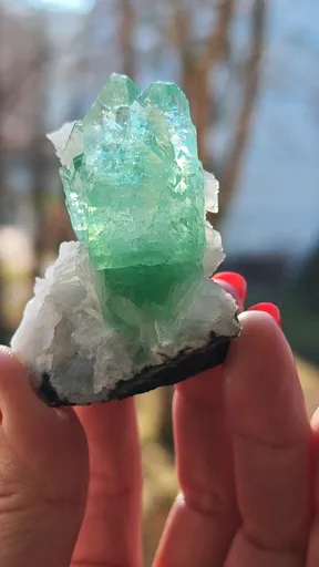 specimen video