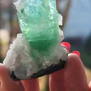 specimen video