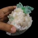 Green Apophyllite sharp terminated Natural Mineral Specimen USA - image 10
