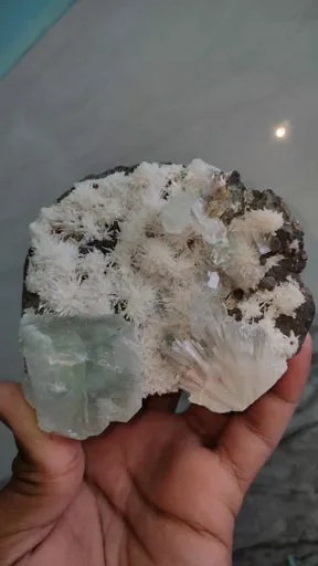 specimen video