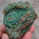 specimen video