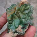 specimen video