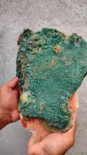 specimen video