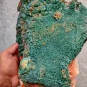 specimen video