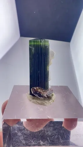 specimen video