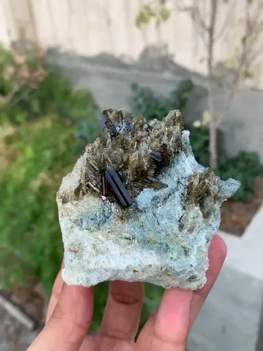 specimen video