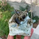 specimen video