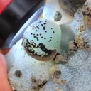 Green Fluorite Ball on Black Dots Natural specimen - image 4