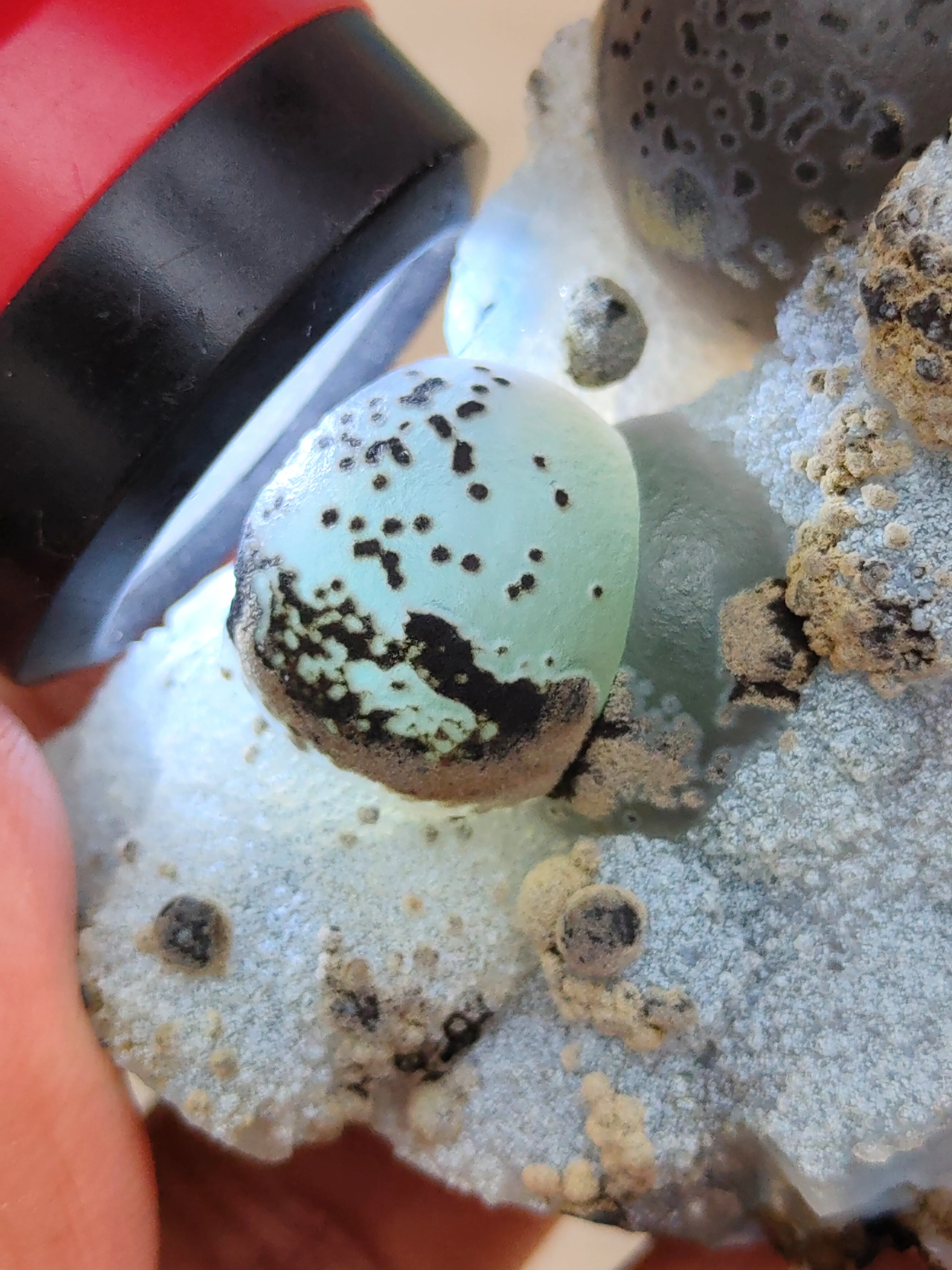 Green Fluorite Ball on Black Dots Natural specimen - image 4