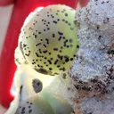 Green Fluorite Ball on Black Dots Natural specimen - image 2