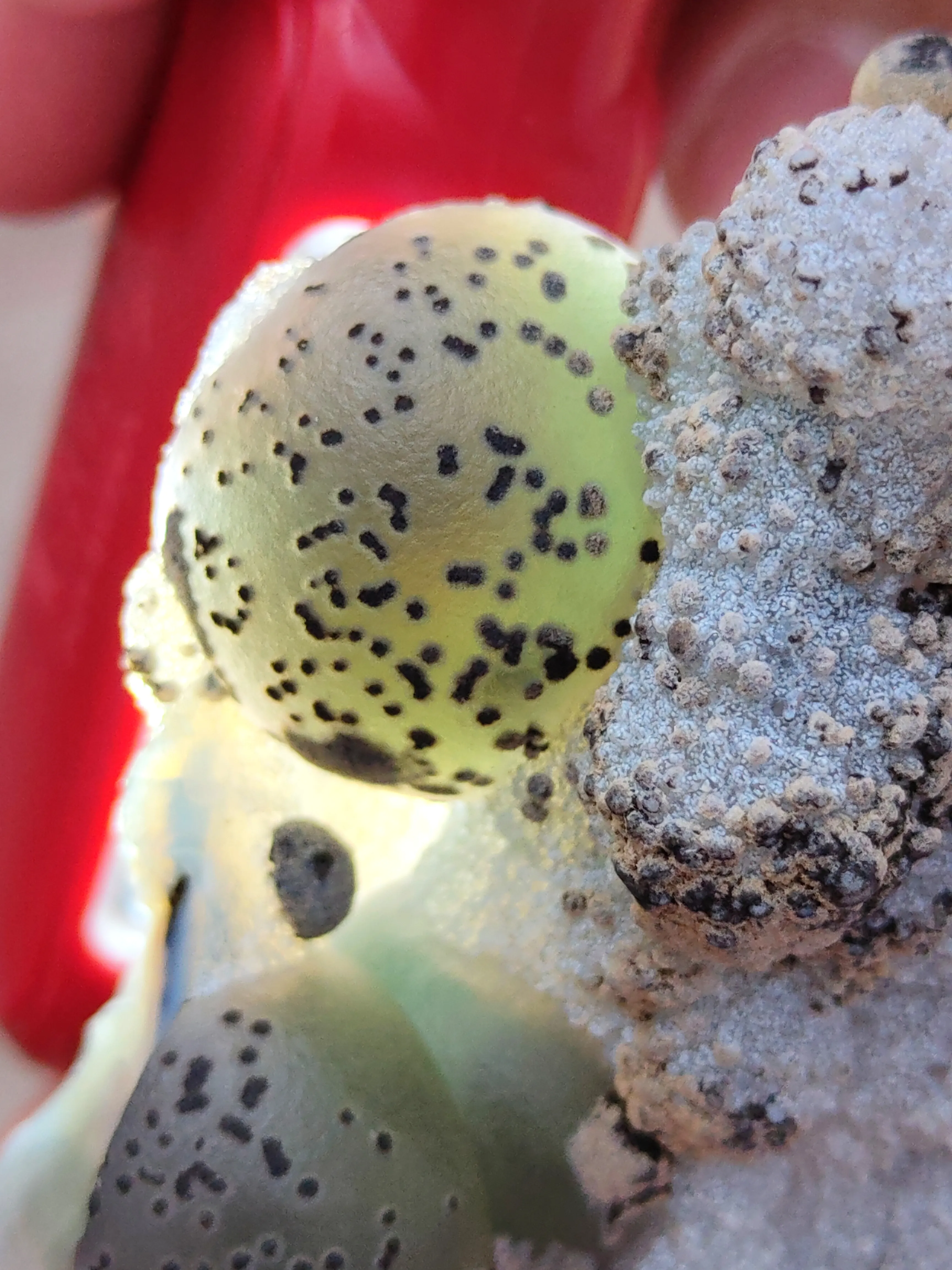 Green Fluorite Ball on Black Dots Natural specimen - image 2