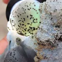 Green Fluorite Ball on Black Dots Natural specimen - image 6