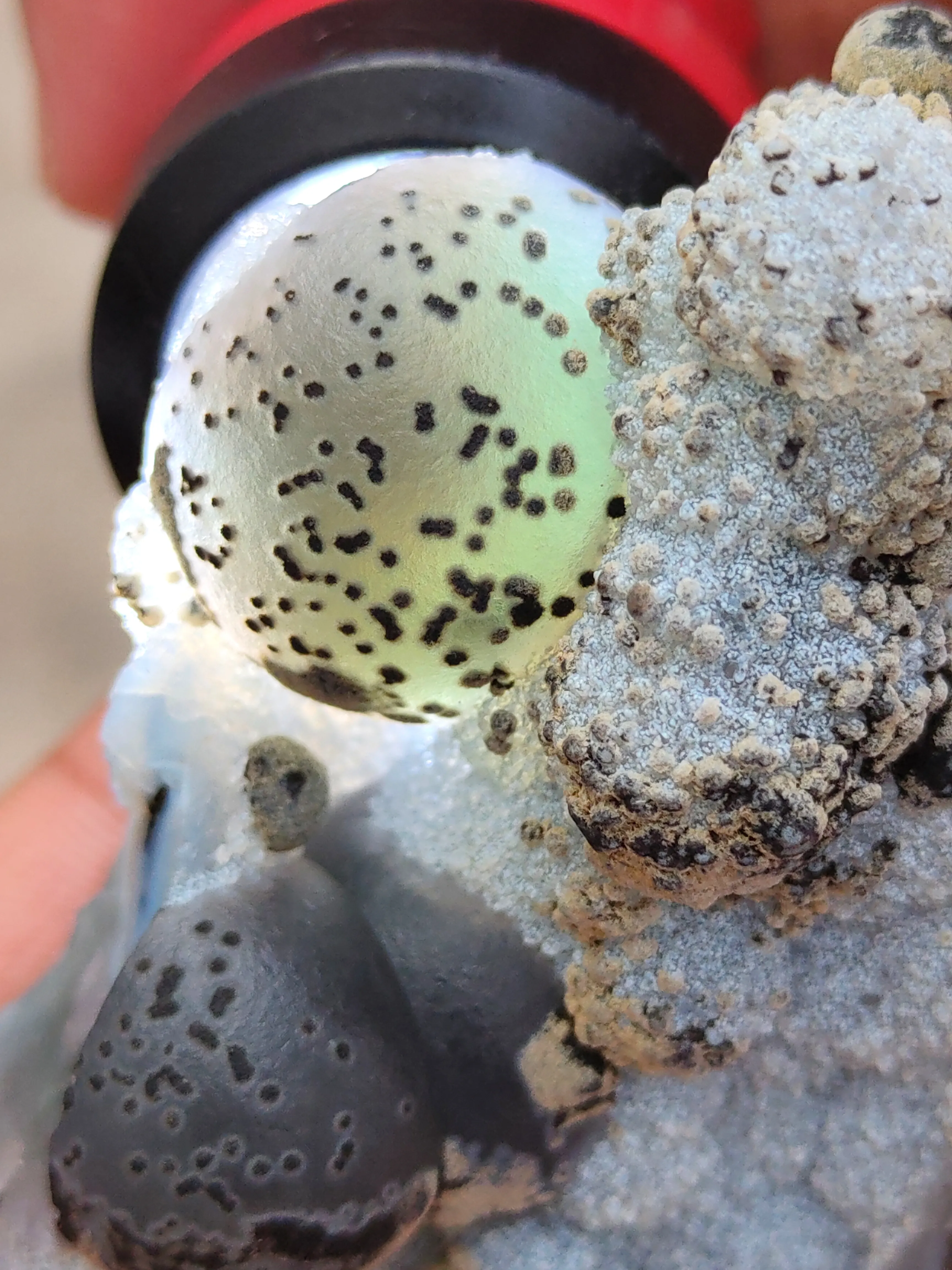 Green Fluorite Ball on Black Dots Natural specimen - image 6