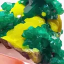 GREEN & Gold CONGO MAGIC - image 2