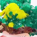 GREEN & Gold CONGO MAGIC - image 3