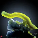 Green Phantom Chalcedony - image 1