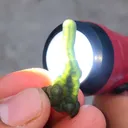 Green Phantom Chalcedony, Available for sale. - image 4