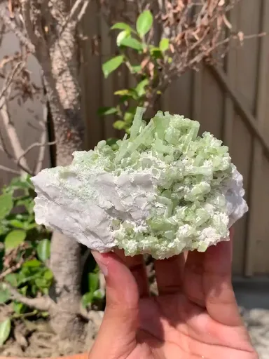 specimen video