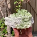 specimen video