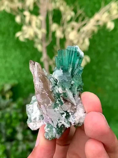 specimen video