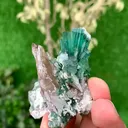specimen video