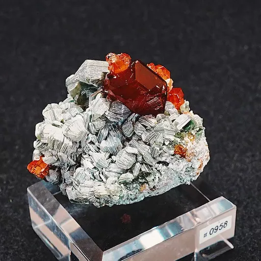 specimen video