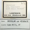 Grossular Garnet on Idocrase - image 4