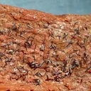 Groutite - image 2