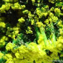 Guillemanite on Cuprosklodowskite - image 2