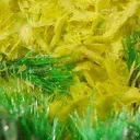 Guilleminite on Malachite - image 4