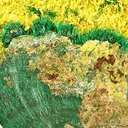 Guilleminite on Malachite - image 2