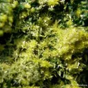 Guilleminite, Vandenbrandeite, on Cuprosklodowskite - image 1