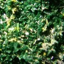 Guilleminite, Vandenbrandeite, on Cuprosklodowskite - image 2