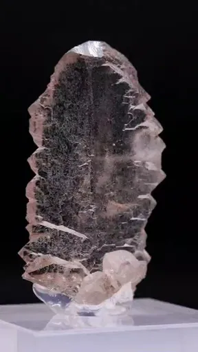 specimen video