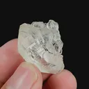 specimen video