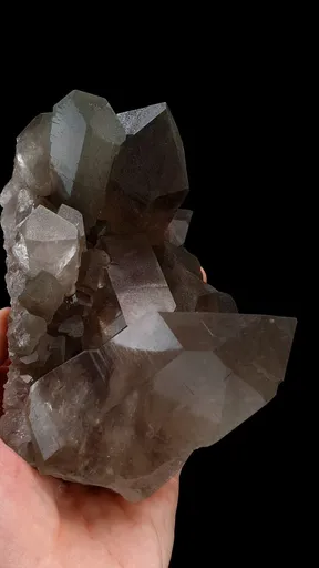 specimen video