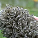 Gypse 1395 grammes - Lubin, Lubin County, Lower Silesian Voivodeship, Pologne - image 2