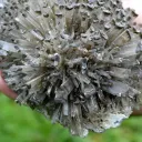 Gypse 1395 grammes - Lubin, Lubin County, Lower Silesian Voivodeship, Pologne - image 7