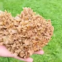 specimen video