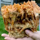 Gypsum 1235 grams - Pernatty Lagoon, Pernatty,  South Australia, Australia - image 6