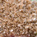 Gypsum 445 grams - Gmunden District, Upper Austria, Austria - image 4