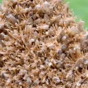 Gypsum 445 grams - Gmunden District, Upper Austria, Austria - image 3