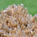 Gypsum 445 grams - Gmunden District, Upper Austria, Austria - image 5
