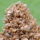 Gypsum 445 grams - Gmunden District, Upper Austria, Austria - image 2