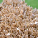 Gypsum 445 grams - Gmunden District, Upper Austria, Austria - image 6