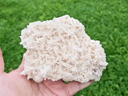 specimen video