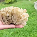 specimen video