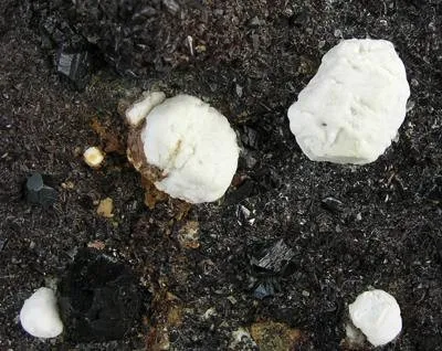 Gypsum, Calcite, Sphalerite - image 2