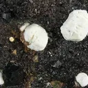Gypsum, Calcite, Sphalerite - image 2